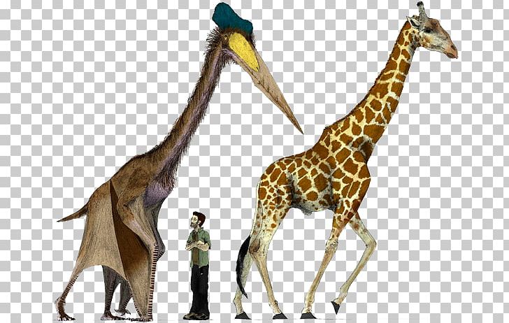 Hatzegopteryx Quetzalcoatlus Pterosaurs Dinosaur Size PNG, Clipart, Archaeopteryx, Argentinosaurus, Azhdarchidae, Dinosaur, Dinosaur Size Free PNG Download