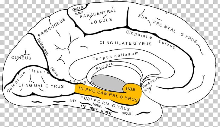 Anterior Cingulate Cortex Prefrontal Cortex Cerebral Cortex Frontal Lobe PNG, Clipart, Angle, Anterior Cingulate Cortex, Area, Brain, Brodmann Area Free PNG Download