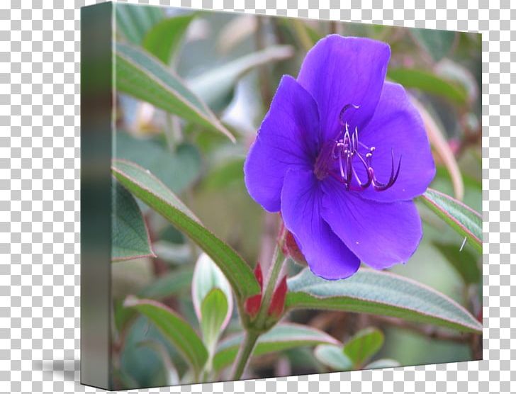 Art Flower Purple Floral Design PNG, Clipart, Abstract Art, Art, Art Museum, Bellflower, Bellflower Family Free PNG Download