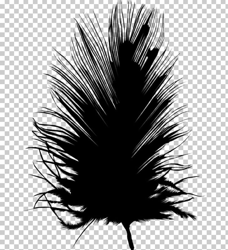 Feather Bird PNG, Clipart, Aile, Animals, Bird, Black, Black And White Free PNG Download