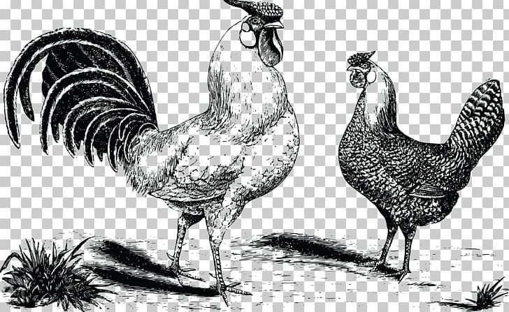 Hamburg Chicken Rooster Fowl Kifaranga PNG, Clipart, Bird, Black And White, Chicken, Drawing, Etsy Free PNG Download