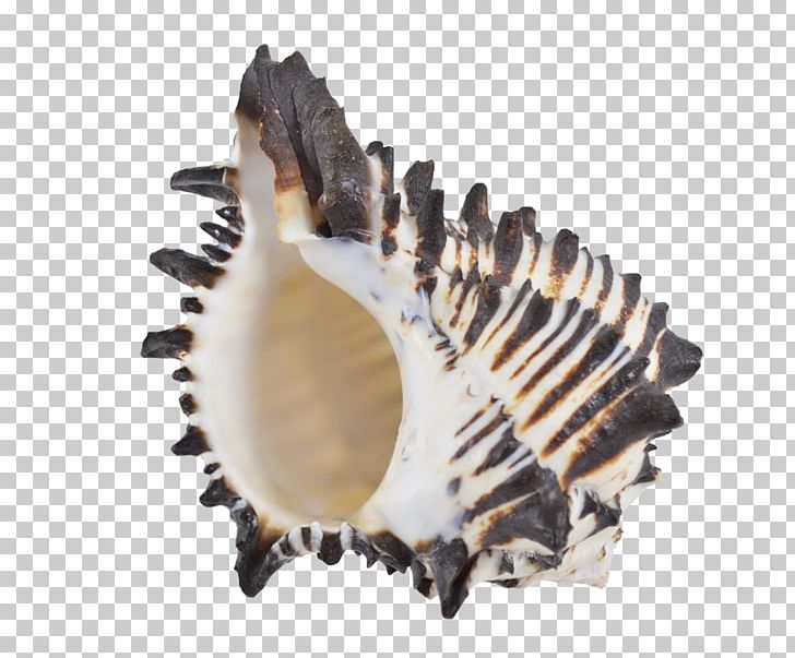 Seashell Murex Cockle Oyster Conch PNG, Clipart, Animals, Clam, Clams Oysters Mussels And Scallops, Cockle, Color Free PNG Download