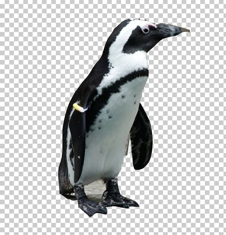 African Penguin Antarctic Bird Jaguar PNG, Clipart, Animal, Animals, Aptenodytes, Beak, Black Free PNG Download