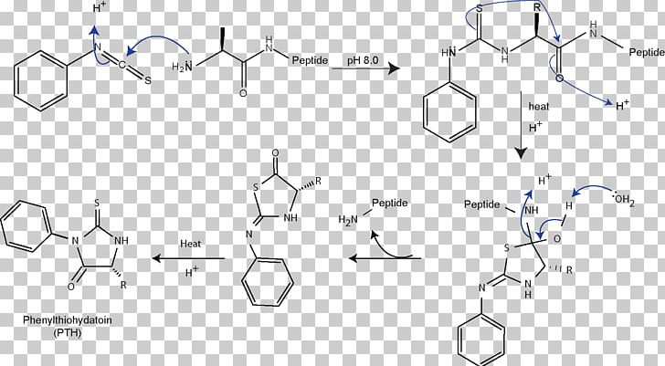 Edman Degradation Protein Sequencing Amino Acid Papain PNG, Clipart, Amino Acid, Angle, Area, Chemical Compound, Circle Free PNG Download