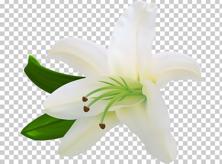 Flower PNG, Clipart, Art Is, Clip, Computer, Cut Flowers, Download Free PNG Download