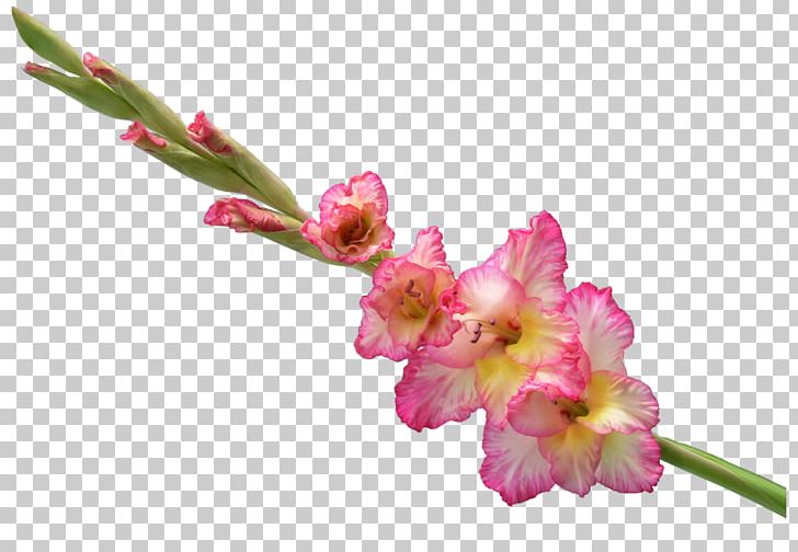 Gladiolus Cut Flowers GIF PNG, Clipart, Blossom, Bud, Cut Flowers, Drawing, Floral Design Free PNG Download