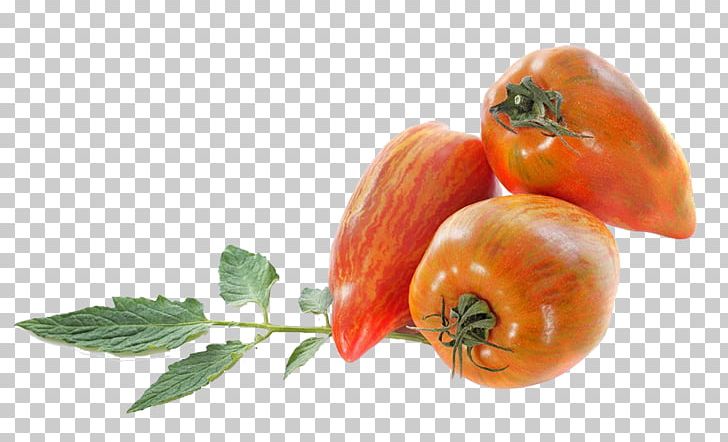 San Marzano Tomato Italian Cuisine Bush Tomato Stock Photography Fruit PNG, Clipart, Alamy, Diet Food, European Border, European Pattern, Food Free PNG Download