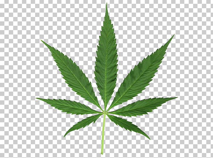Cannabis Sativa Medical Cannabis PNG, Clipart, Cannabis, Cannabis Ruderalis, Cannabis Sativa, Computer Icons, Cookbook Free PNG Download