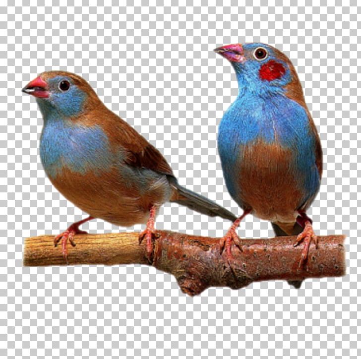 Bird Finch American Sparrows PNG, Clipart, American Sparrows, Animals, Beak, Bird, Computer Icons Free PNG Download