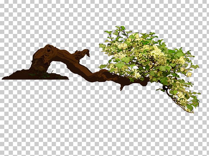 Bonsai Tree Sageretia Theezans Houseplant Flowerpot PNG, Clipart, Akadama, Bonsai, Branch, Flowerpot, Gardening Free PNG Download