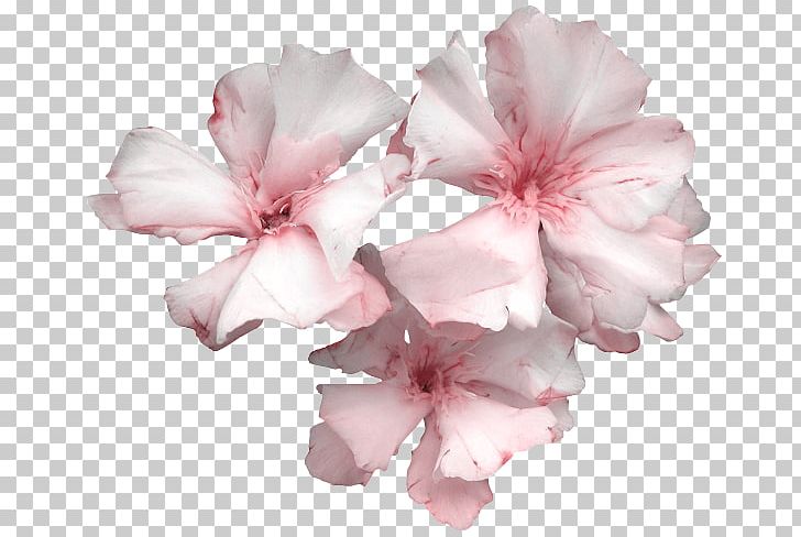 Cut Flowers Azalea Petal Pseudanthium PNG, Clipart, Azalea, Blossom, Cherry Blossom, Cut Flowers, Flower Free PNG Download