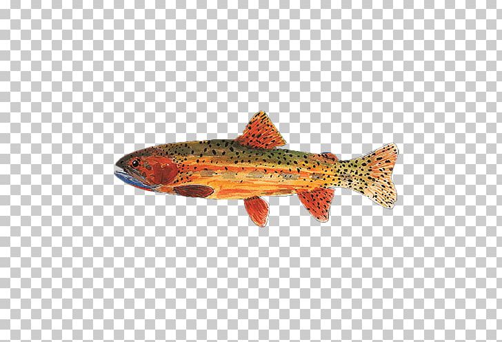 Cutthroat Trout Fish Pond Sticker Salmon PNG, Clipart, Animals