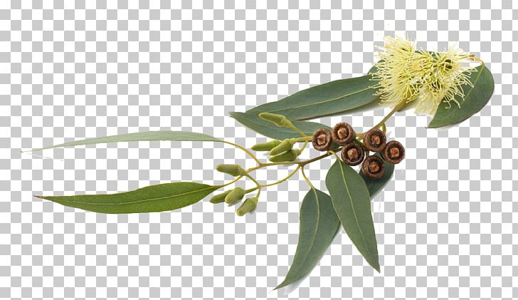 Eucalyptus Globulus Eucalyptus Smithii Eucalyptus Radiata Eucalyptus Oil Essential Oil PNG, Clipart, Aromatherpy, Branch, Eucalyptus Bicostata, Eucalyptus Globulus, Eucalyptus Maidenii Free PNG Download