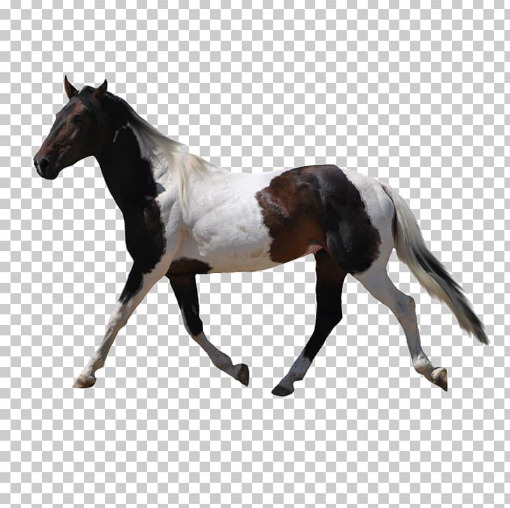 American Paint Horse Mustang Konik PNG, Clipart, Animal, Animals, Bit, Colt, Creative Free PNG Download