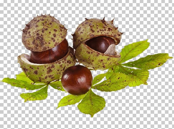 European Horse-chestnut Sweet Chestnut Ohio Buckeye PNG, Clipart, Acorn, Buckeyes, Chestnut, Chinese Chestnut, Conkers Free PNG Download
