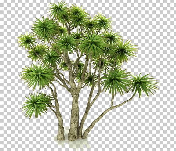 New Zealand Cabbage Tree Asian Palmyra Palm Arecaceae Houseplant PNG, Clipart, Accordnet, Arecaceae, Areca Palm, Asian Palmyra Palm, Borassus Flabellifer Free PNG Download
