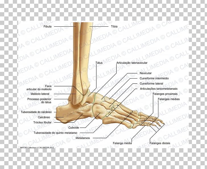 Foot Human Anatomy Bone Joint PNG, Clipart, Anatomy, Angle, Ankle, Arm, Bone Free PNG Download