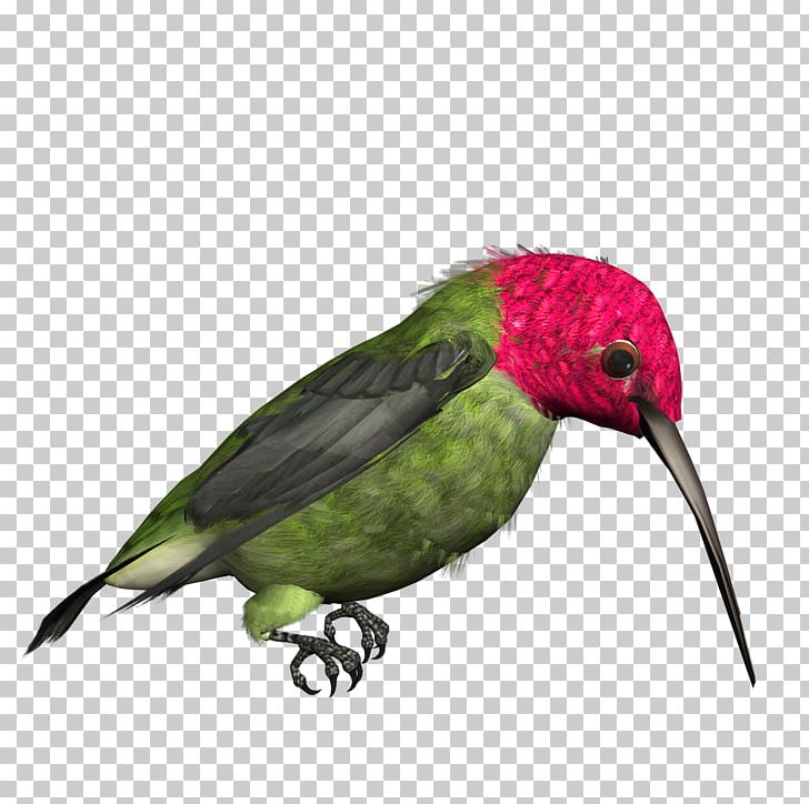 Hummingbird PNG, Clipart, Beak, Bird, Bird Png, Broadtailed Hummingbird, Desktop Wallpaper Free PNG Download