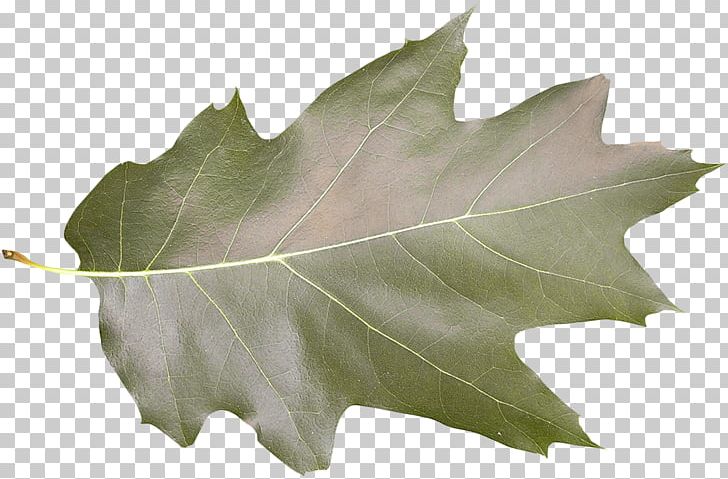Leaf Shape Tree Photography Green PNG, Clipart, Download, Freepik Company Hq, Green, Green Tree, Leaf Free PNG Download