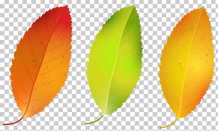 Leaf PNG, Clipart, Autumn, Clipart, Fall, Fruit, Image Free PNG Download