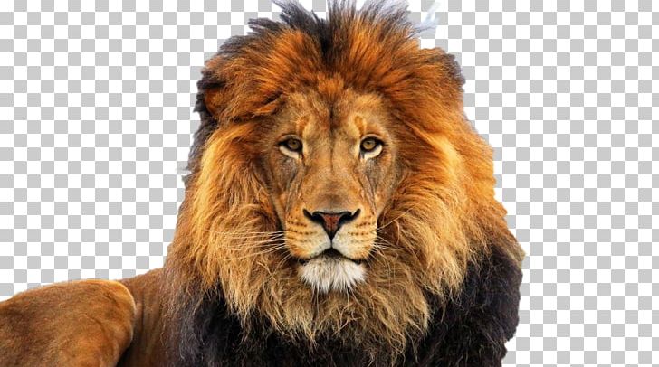 Lion High-definition Video Desktop PNG, Clipart, 4k Resolution, Animals,  Big Cats, Cat Like Mammal, Desktop