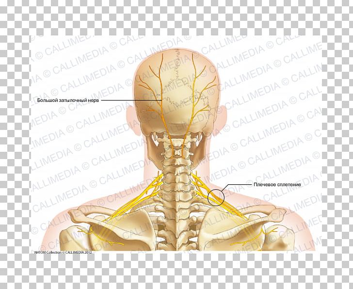 Neck Bone Human Anatomy Head PNG, Clipart, Anatomy, Arm, Bone, Cervical Vertebrae, Dorsum Free PNG Download