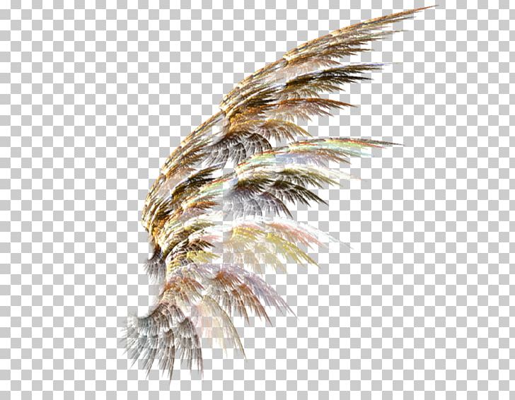 Brush Feather Bea PNG, Clipart, 2017, Bea, Bf 5, Brush, Commodity Free PNG Download