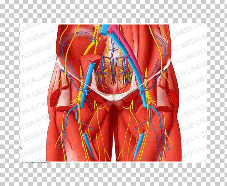 Blood Vessel Pelvis Anatomy Human Body Nerve PNG, Clipart, Abdomen, Adductor Longus Muscle, Adductor Muscles Of The Hip, Anatomy, Artery Free PNG Download
