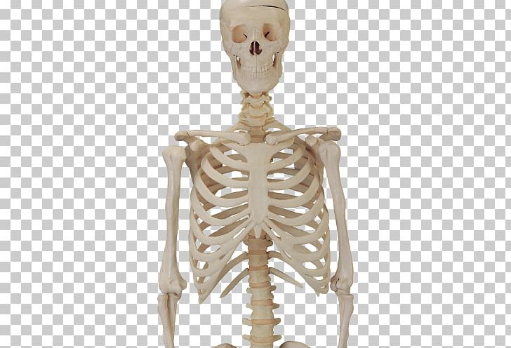 Human Skeleton PNG, Clipart, Decorative, Decorative Material, Editing, Exo Skeleton, Fantasy Free PNG Download