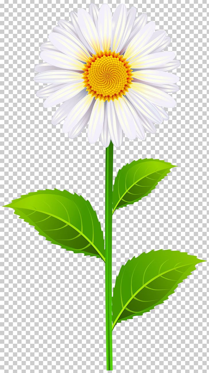 Oxeye Daisy Common Daisy PNG, Clipart, Argyranthemum Frutescens, Art, Aster, Can Stock Photo, Chamomile Free PNG Download