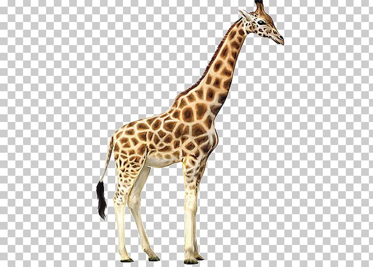 Reticulated Giraffe Northern Giraffe PNG, Clipart, Animal, Animals, Autocad Dxf, Cdr, Encapsulated Postscript Free PNG Download