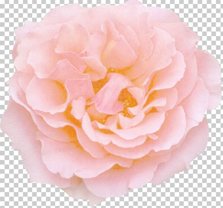 Rose Pink Flowers Color PNG, Clipart, Ballerina, Color, Cut Flowers, Desktop Wallpaper, Floribunda Free PNG Download