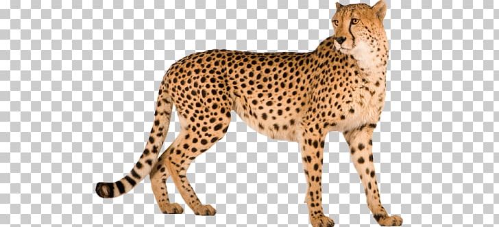 Cheetah PNG, Clipart, Cheetah Free PNG Download