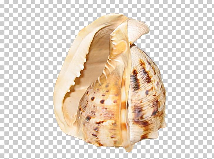 Clam Conchology PhotoScape GIMP PNG, Clipart, Blog, Clam, Clams Oysters Mussels And Scallops, Conch, Conchology Free PNG Download
