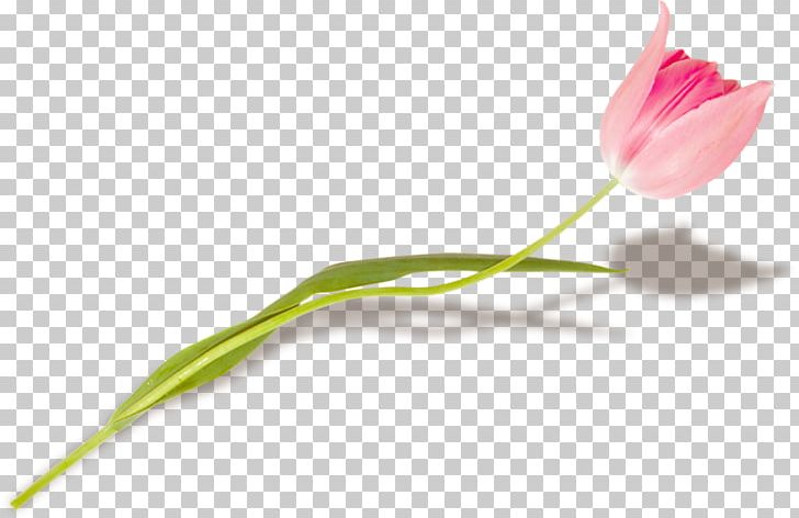Tulip Flower Petal Plant Stem Bud PNG, Clipart, Biscuits, Bud, Dress, Flower, Flowering Plant Free PNG Download