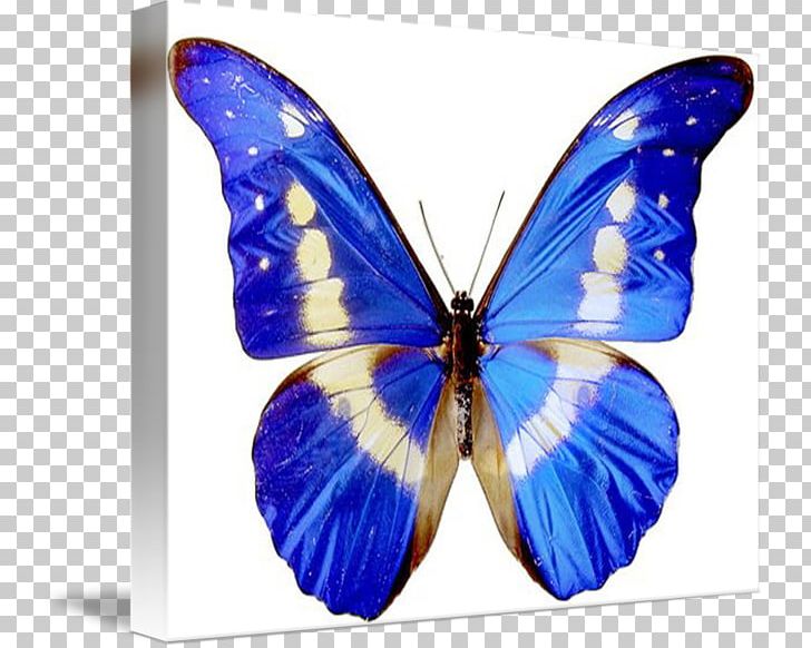 Butterfly Throw Pillows Cushion Insect PNG, Clipart, Arthropod Mouthparts, Banteay Srey Butterfly Centre, Biological Life Cycle, Blue, Blue Butterfly Free PNG Download