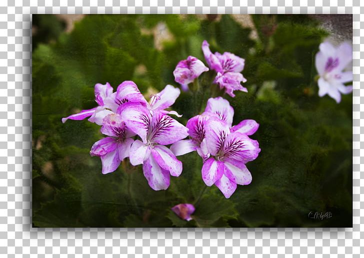 Crane's-bill Violet Annual Plant Vervain Herbaceous Plant PNG, Clipart,  Free PNG Download