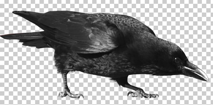 Crow PNG, Clipart, American Crow, Animals, Background, Beak, Bird Free PNG Download