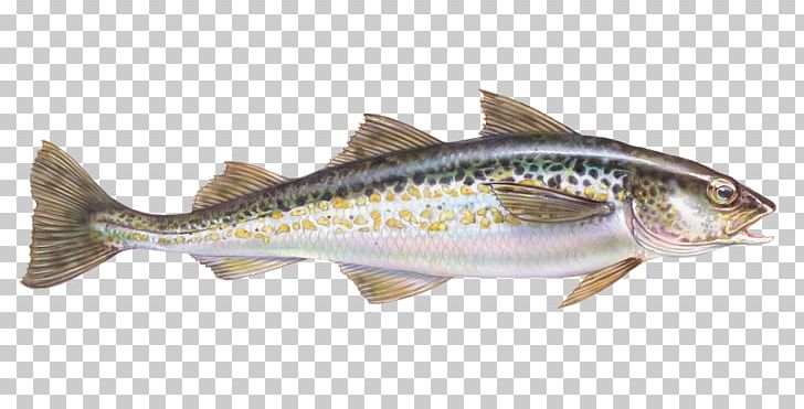 Fish Atlantic Cod Gadidae Alaska Pollock PNG, Clipart, Anchovy, Animal Figure, Animals, Atlantic Cod, Bass Free PNG Download