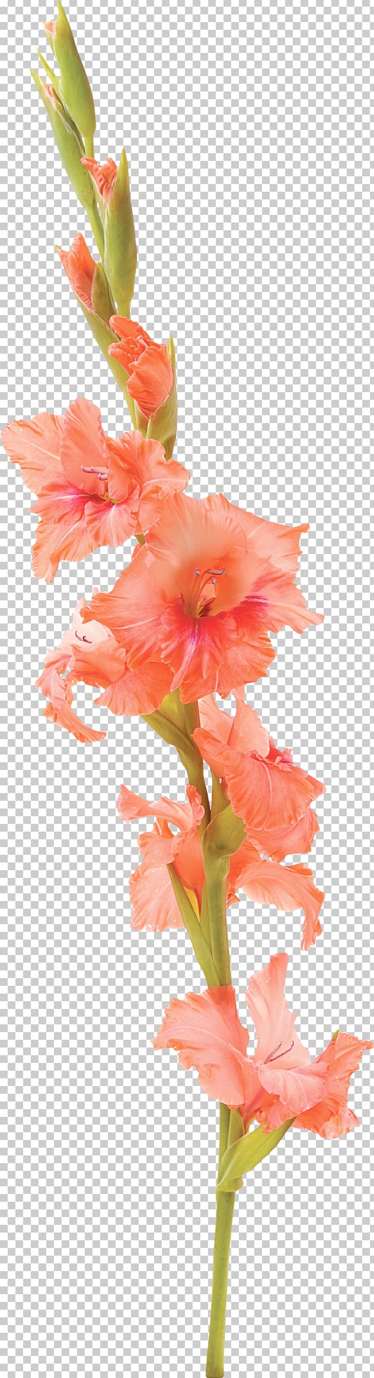 Gladiolus Flower Tattoo Stock Photography Petal PNG, Clipart, Art, Artificial Flower, Birth Flower, Cut Flowers, Drawing Free PNG Download
