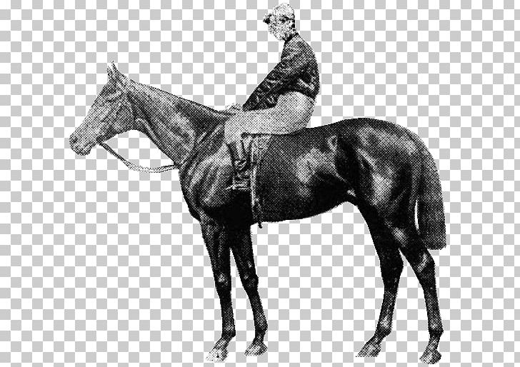 Stallion Thoroughbred St Leger Stakes Eclipse Stakes Hunt Seat PNG, Clipart, Black And White, Bridle, Eclipse, Eclipse Stakes, Eques Free PNG Download