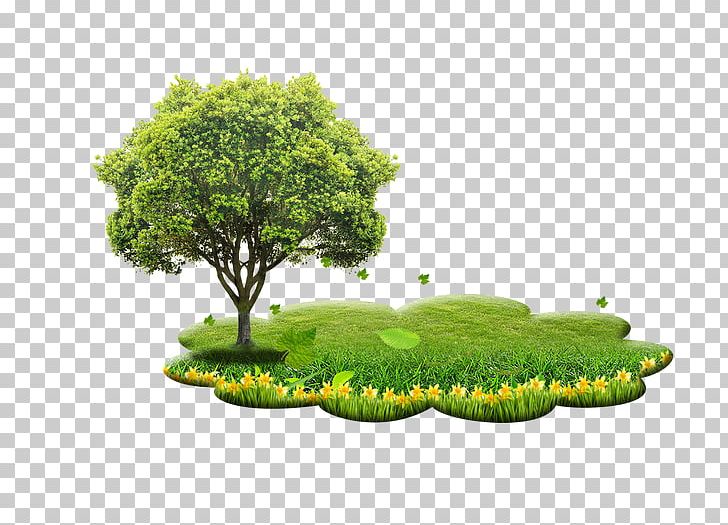 Tree Planting Tree Planting Giant Sequoia PNG, Clipart, Christmas Tree, Coast Redwood, Ecosystem, Element, Elements Free PNG Download