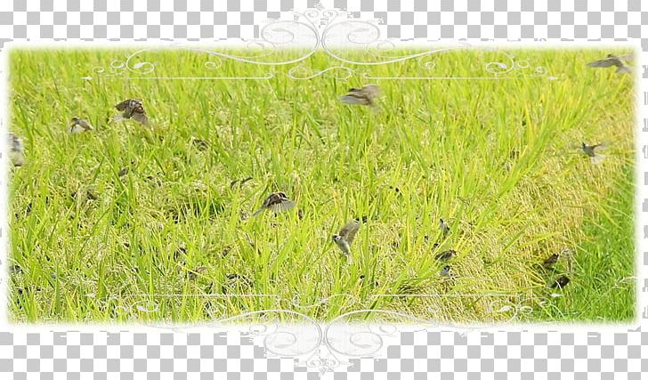 Vetiver Lawn Chrysopogon PNG, Clipart, Chrysopogon, Chrysopogon Zizanioides, Crop, Grass, Grass Family Free PNG Download