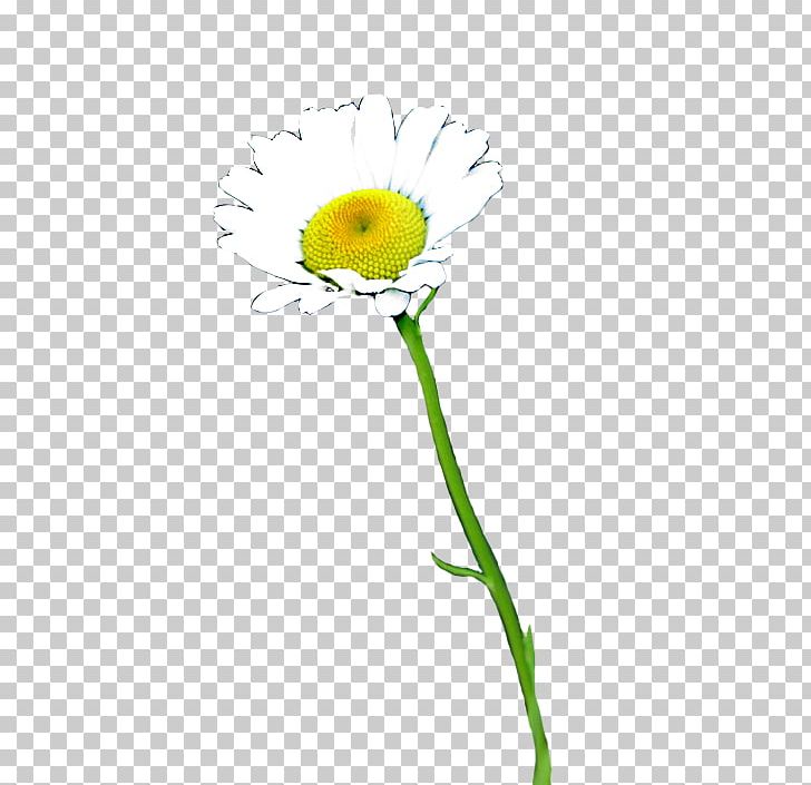 Common Daisy Oxeye Daisy Common Sunflower Cut Flowers Petal PNG, Clipart, Common Daisy, Common Sunflower, Cut Flowers, Daisy, Daisy Family Free PNG Download