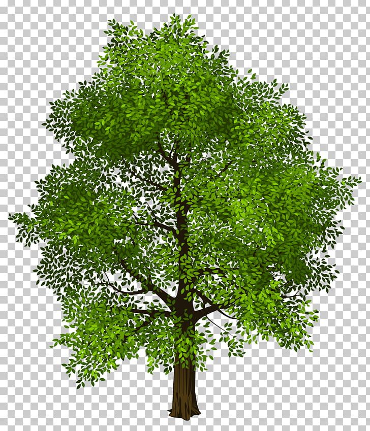Tree Green PNG, Clipart, Arecaceae, Branch, Clipart, Clip Art, Computer Icons Free PNG Download