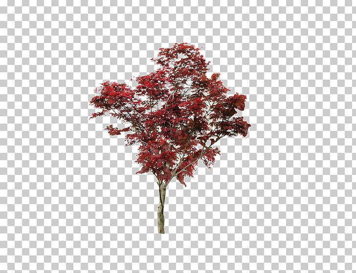 Tree Plant Template PNG, Clipart, Adobe Illustrator, Archive File, Autumn Tree, Background, Branches Free PNG Download