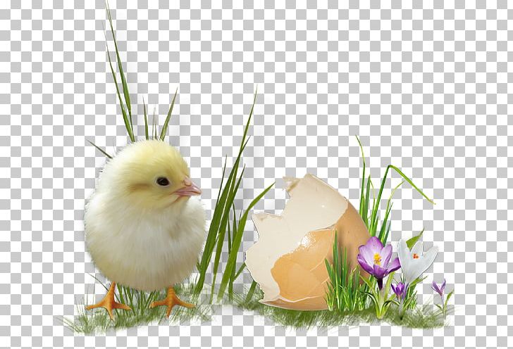 Easter Egg Chicken PNG, Clipart, 21 July, Beak, Bird, Chicken, Chicken Egg Free PNG Download
