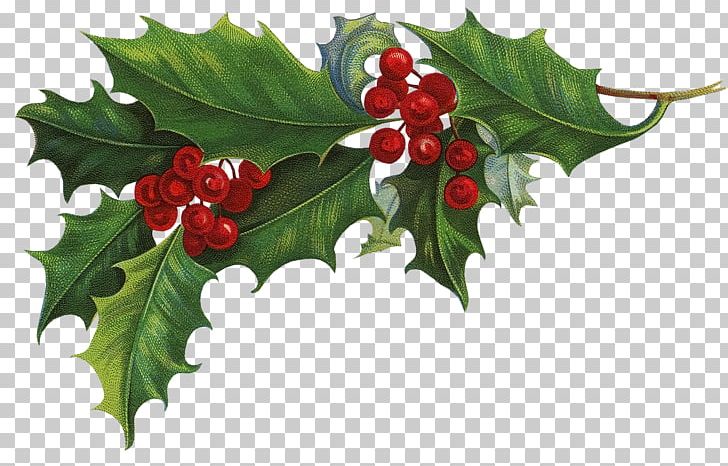 Ilex Crenata Common Holly Christmas Aquifoliales PNG, Clipart, Advent Wreath, Aquifoliaceae, Aquifoliales, Berry, Branch Free PNG Download