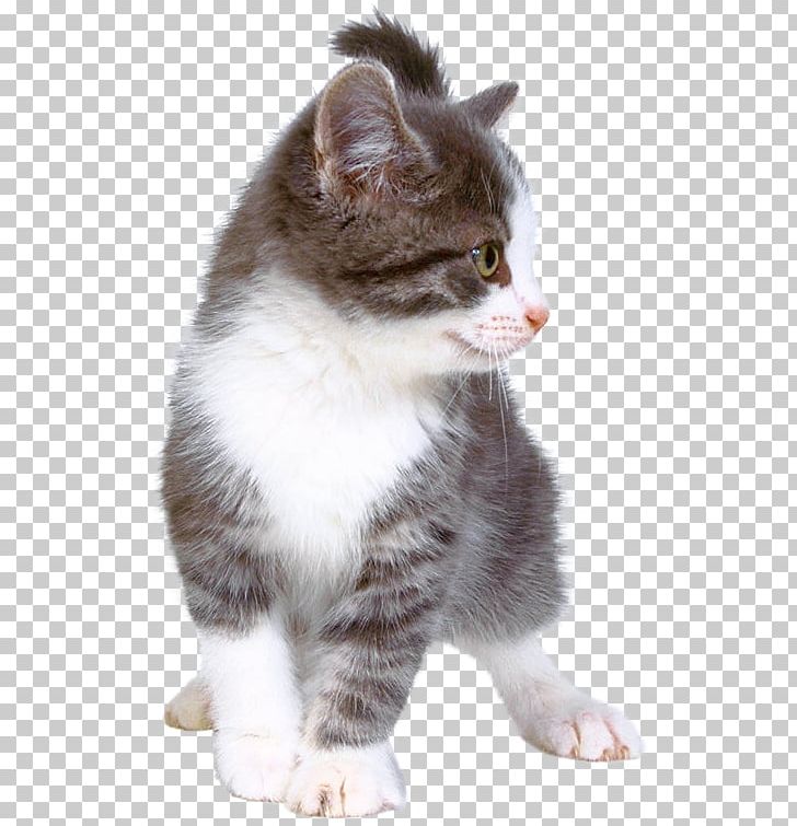 Kitten European Shorthair Whiskers British Semi-longhair American Wirehair PNG, Clipart, American Shorthair, Animals, Carnivoran, Cat Like Mammal, Desktop Wallpaper Free PNG Download