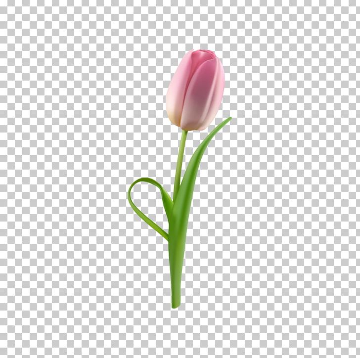 Tulip Flower Petal PNG, Clipart, Adobe Illustrator, Computer Wallpaper, Download, Euclidean Vector, Flower Free PNG Download